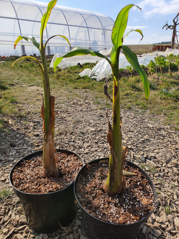 Winterharte Bananenpflanze Musa Basjoo RIADAREI